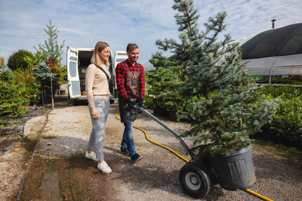 The Steps Involved in Our Tree Care Process in Weidman, MI